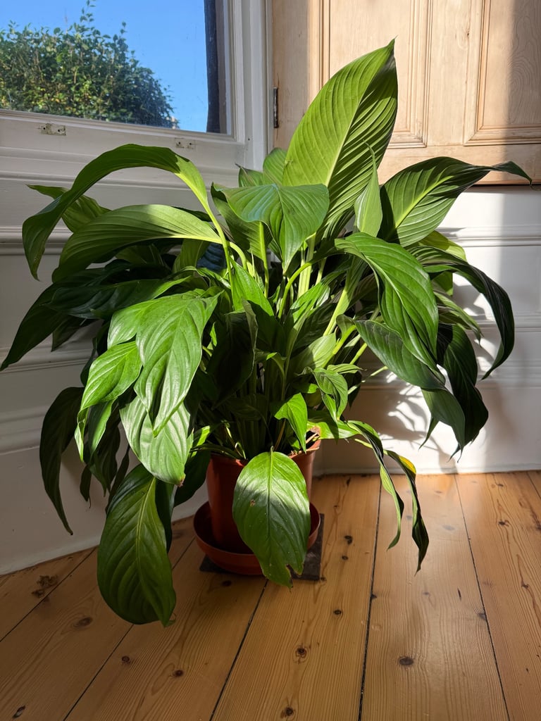 Big peace lily for sale houseplant indoor plant