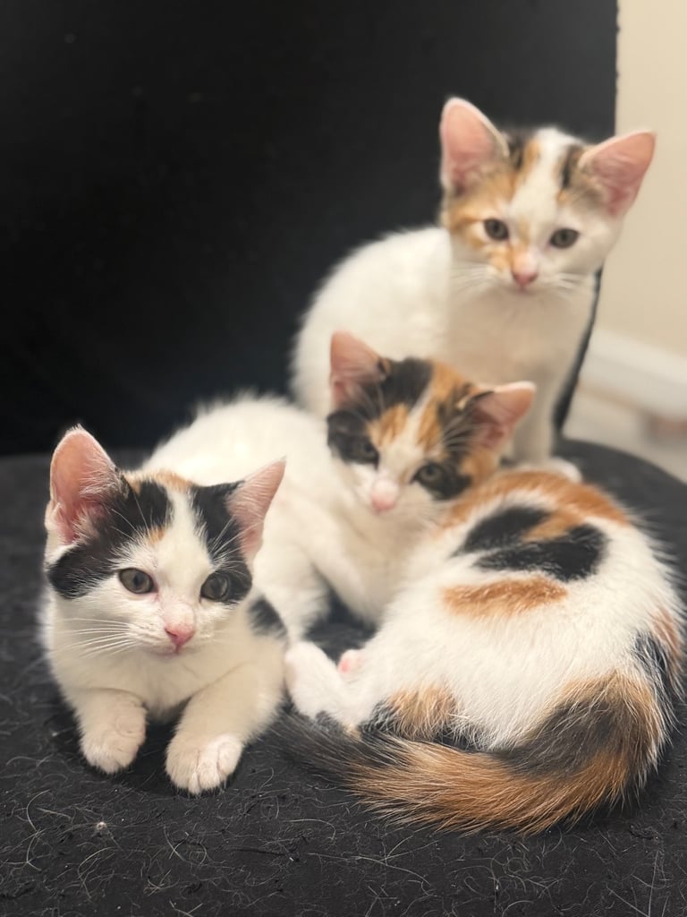 Cute Maincoon X kittens 