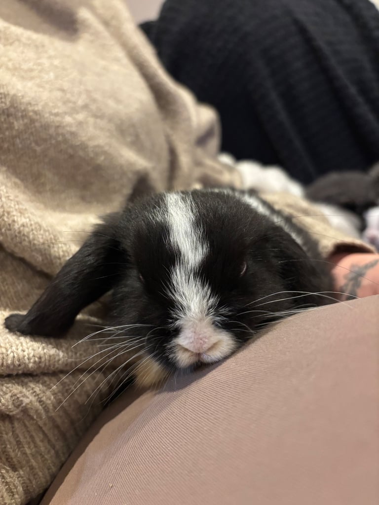 image for Pure bred mini lops 