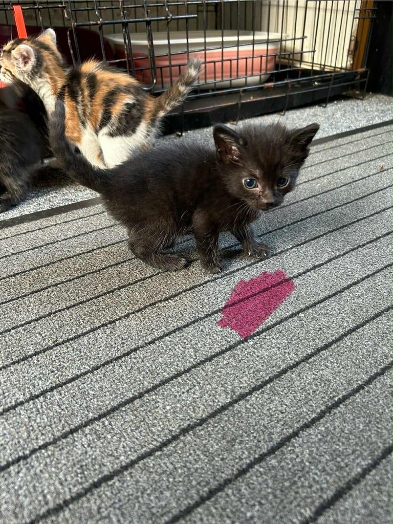 Kittens ready to go next week!