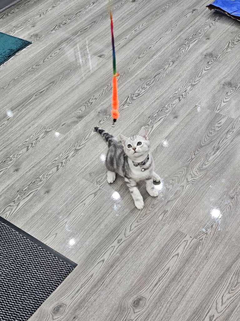 Beautiful Silver Tabby British Shorthair Boy