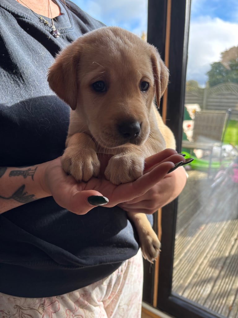 Beautiful Labrador puppies