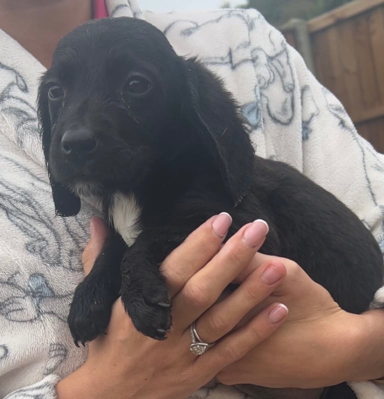 image for Springador Puppies  
