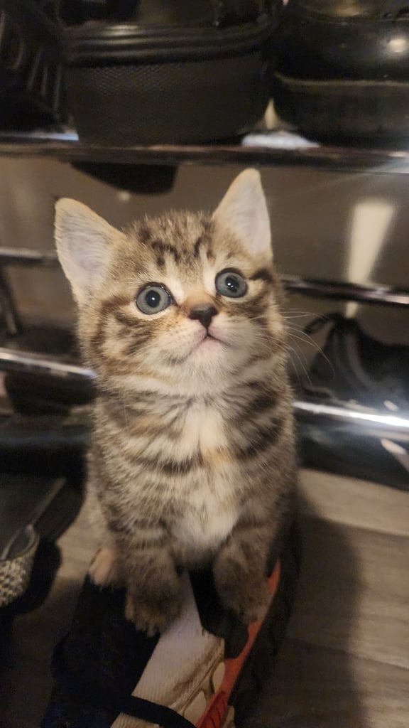 Cute chubby British shorthair kittens