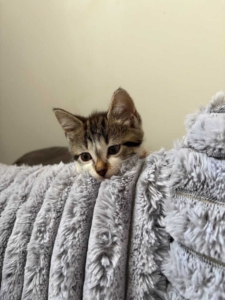 Bengal kitten for sale