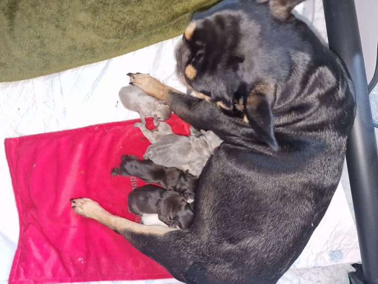 Kc registered French bulldog puppies 