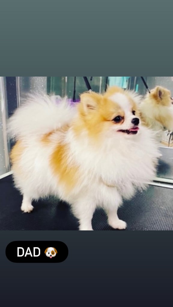 Dogging in Pontypridd, Rhondda Cynon Taf Dogs Puppies for Sale