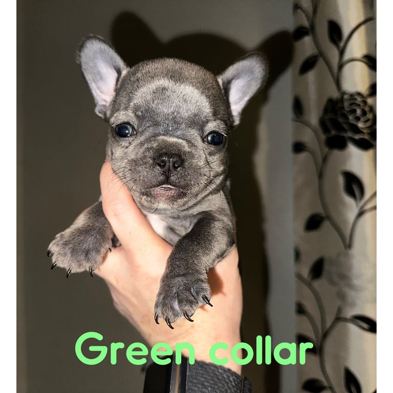 Blue coat French bulldog pup ONE LEFT