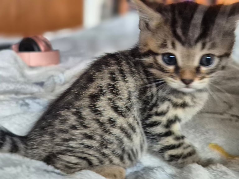 Lovely marked kittens bengal x 
