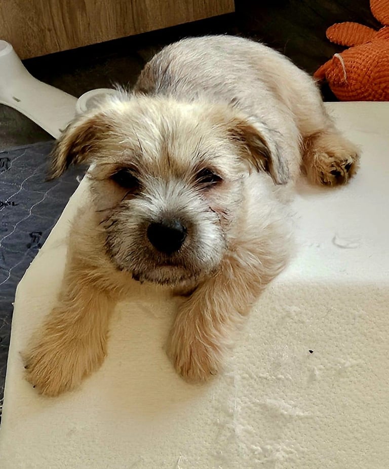 image for Glen of Imaal terrier 