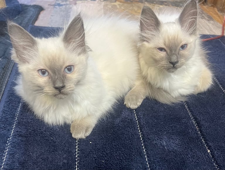 Pure Ragdoll Kittens 