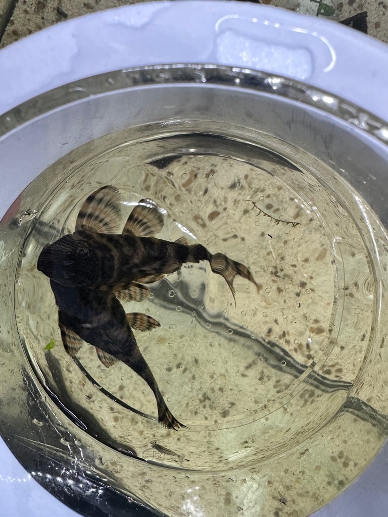 L397 Alenquer Pleco Fish breeding pairs x2 