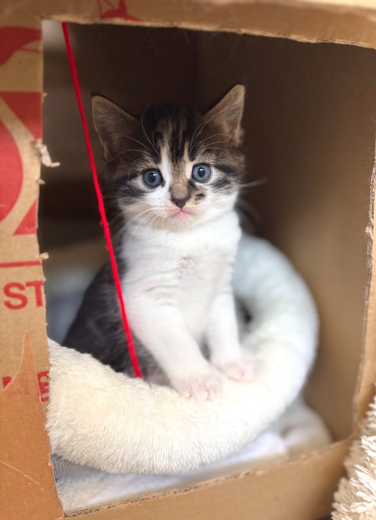 ✨Siberian Cross Kittens – 2 Boys – Hypoallergenic  £350. Ask about delivery