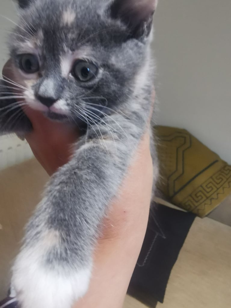 Beautiful blue Russian cross short haired kitten 
