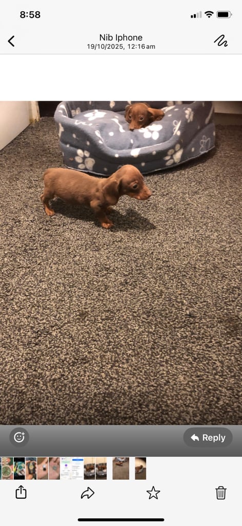 Miniature dachshund 