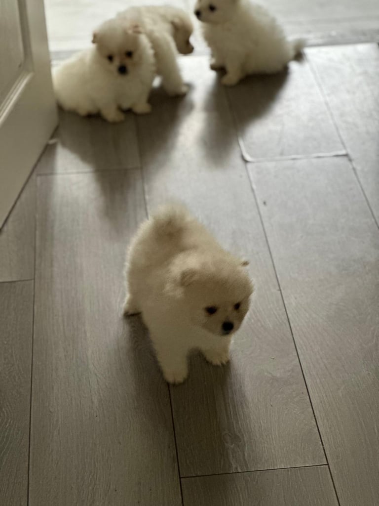 Pomeranian puppys 