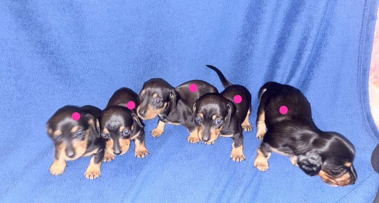 8 dachshund puppies 5girls 3boys