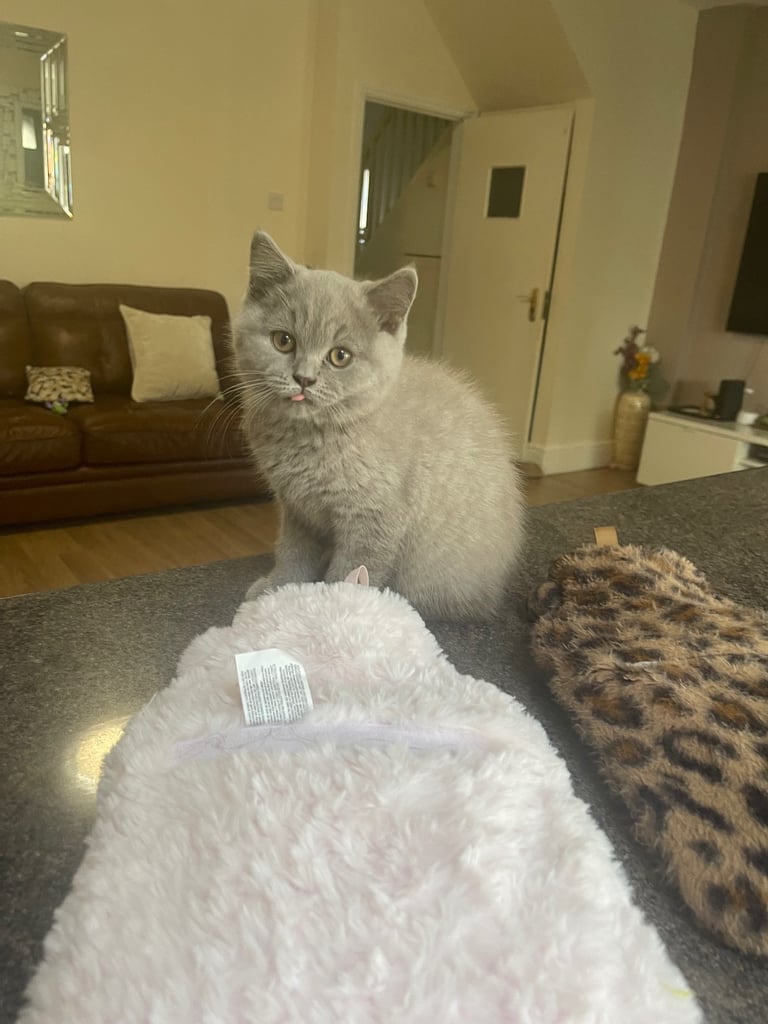 Gorgeous chunky britsh shorthair lilac kitten (male)