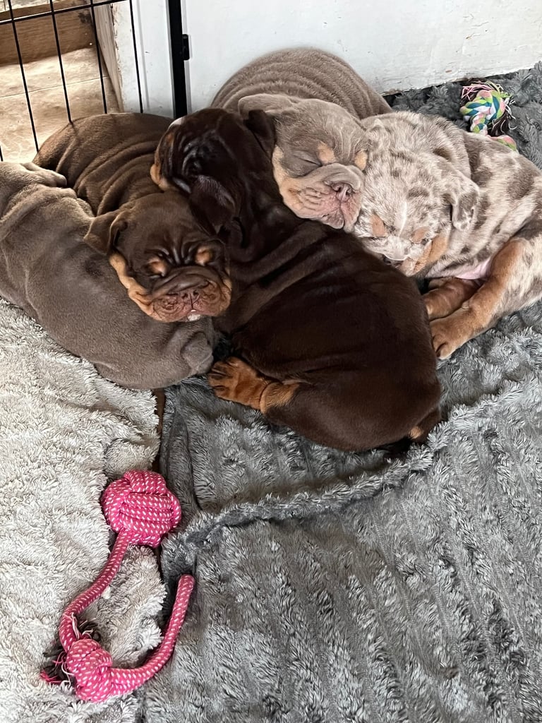 image for Bulldog puppies 8 weeks old