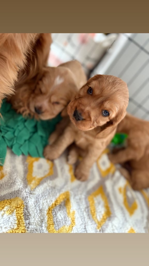 3 gorgeous boy cocker spaniel puppies 