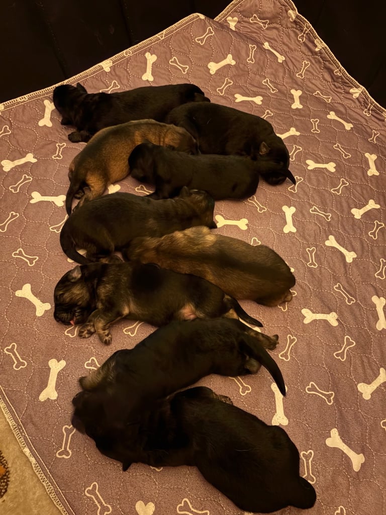 German Shepard puppies for sale 