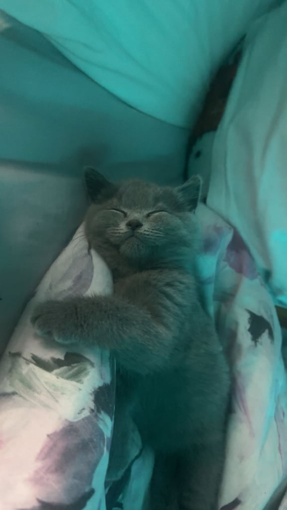 Pedigree British shorthair  