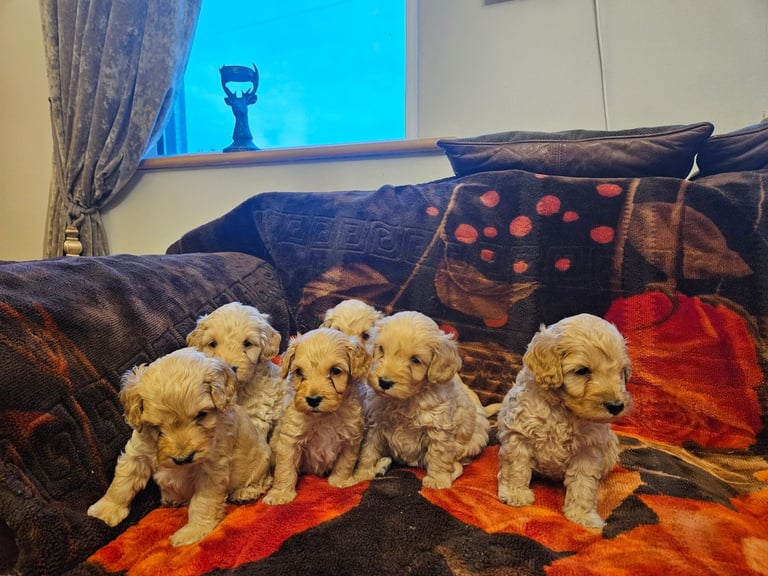 cockerpoo puppies for sale
