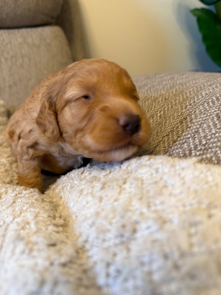 Cockapoo puppies  1 available 