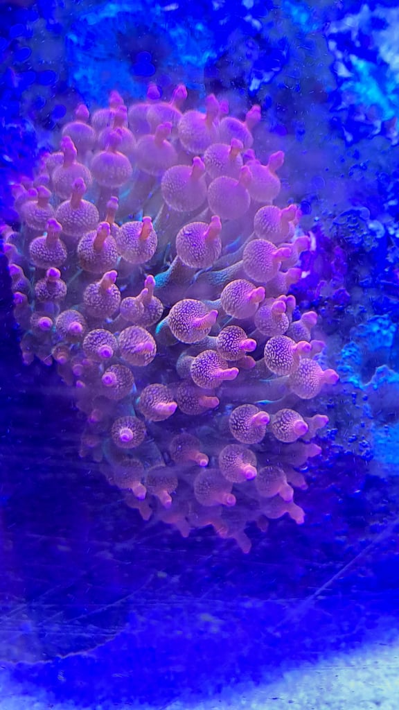 Rainbow Bubble Tip Anemone - £50 - no tank for sale