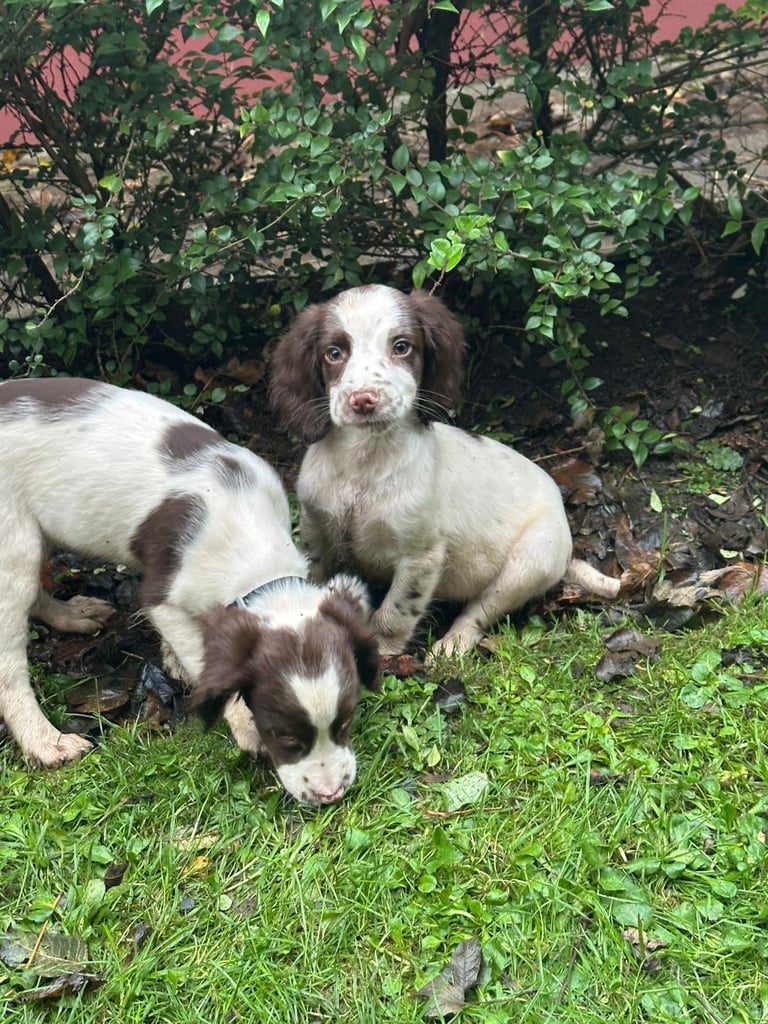 Springer spaniel pups 