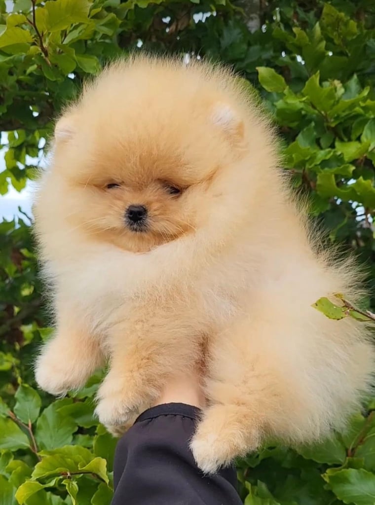 Teddy bear small size toy poms 