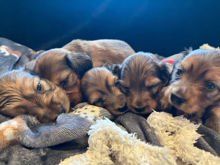 Pedigree family owned miniature longhaired dachshund puppy's in Southampton