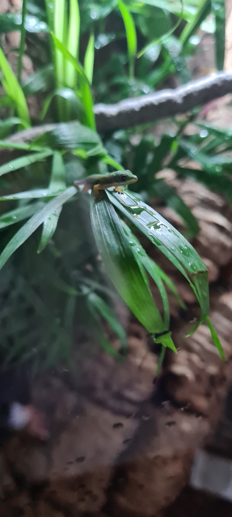 Peacock geckos SOLD waiting for more to hatch