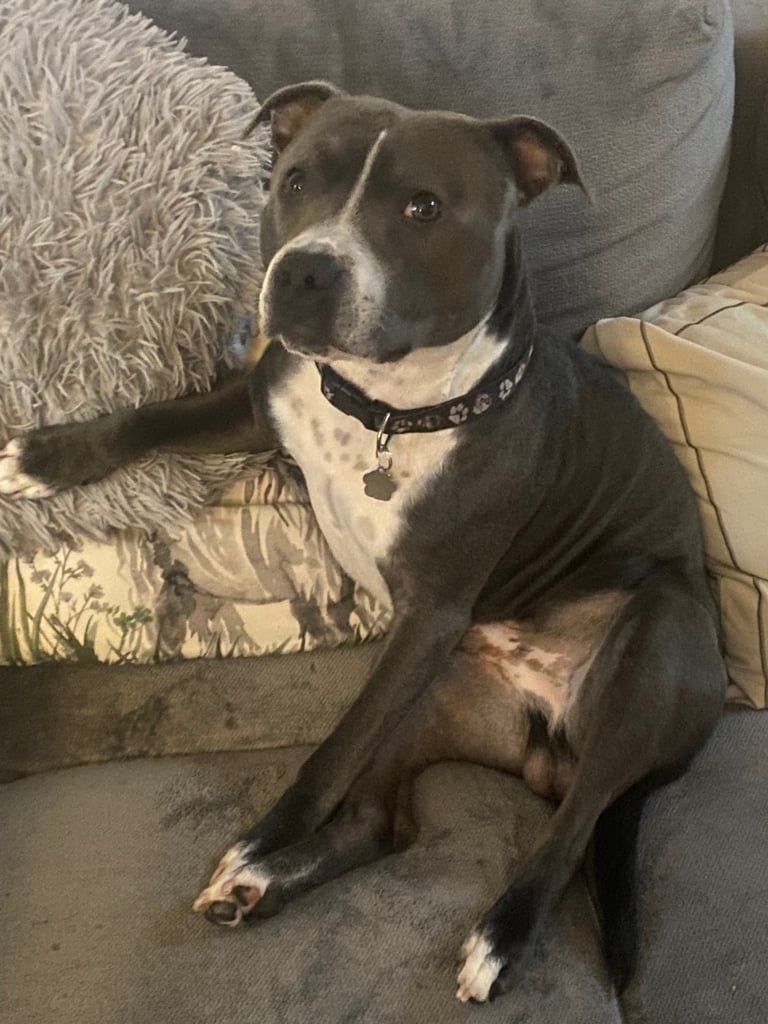Staffordshire bull terrier 