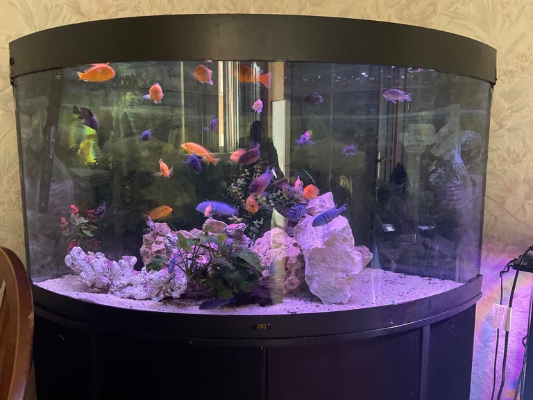 Juwel Trigon 350 Fish Tank