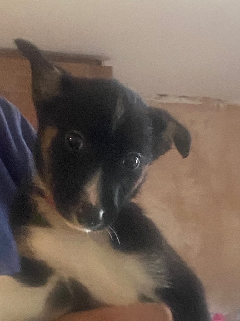 Gorgeous female Border Collie NOW REDUCED !!!!!!!!!!!!!!!!!