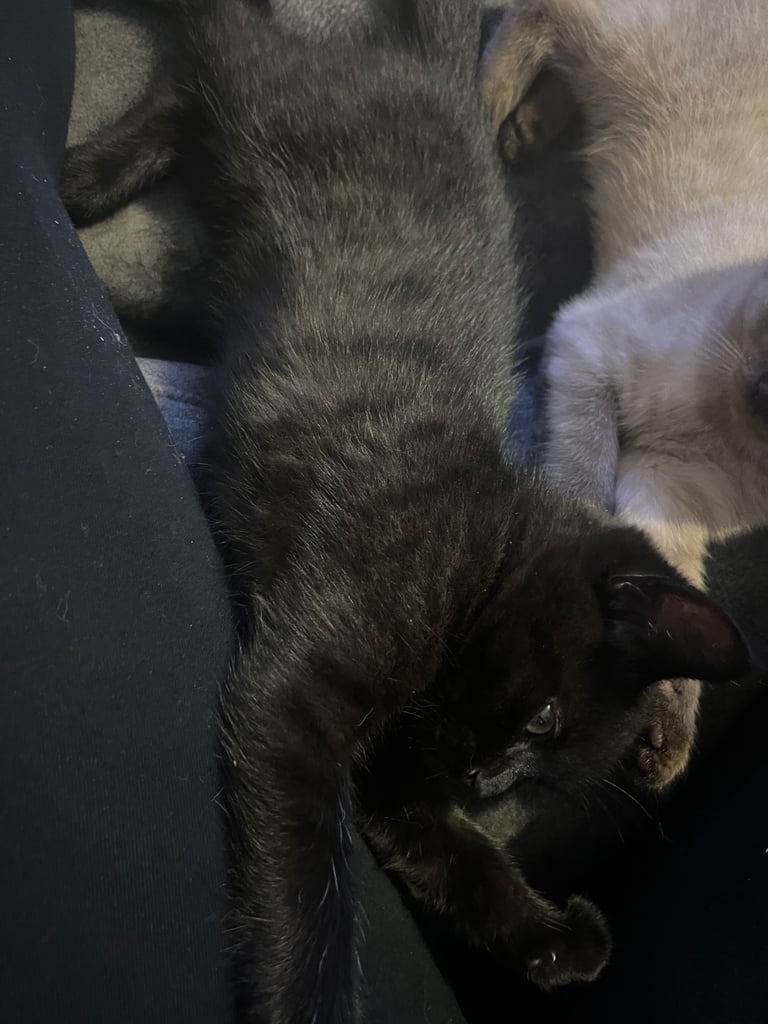 Ragdoll mix (available Now) reserved 