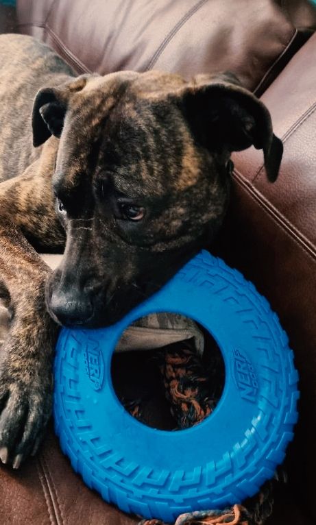 2 year old presa canario 