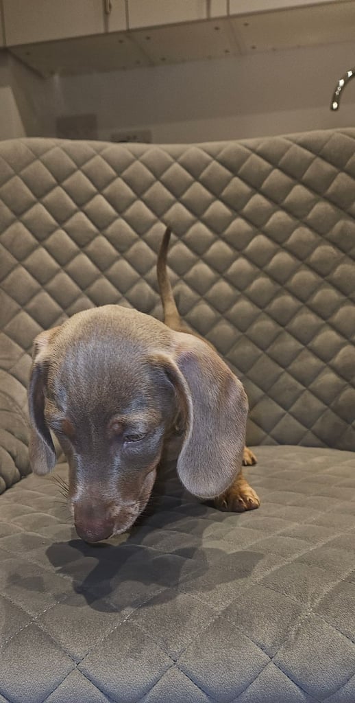 Isabella and tan miniature daschunds - Available now