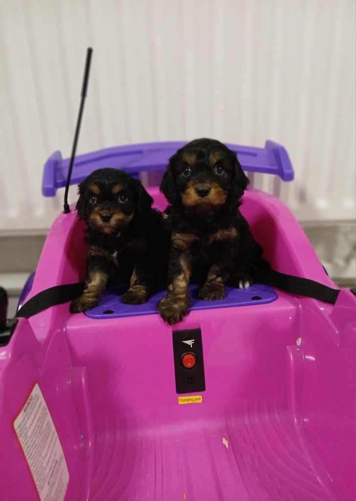 Cavapoo puppy’s 