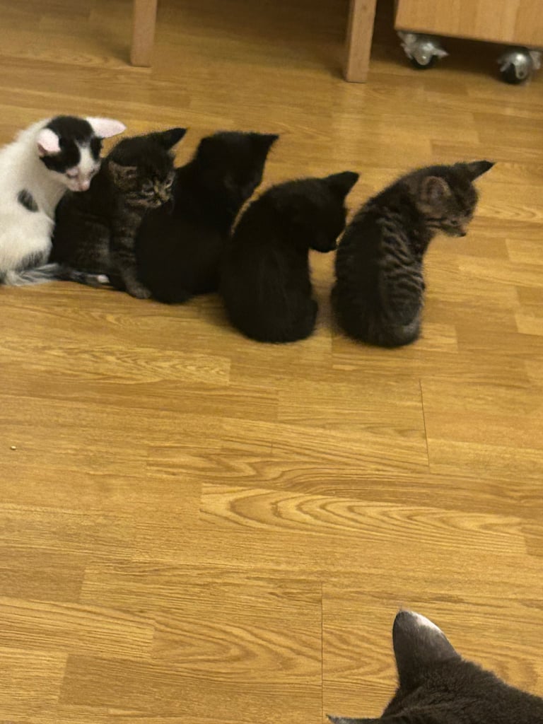 Kittens looking for a forever home