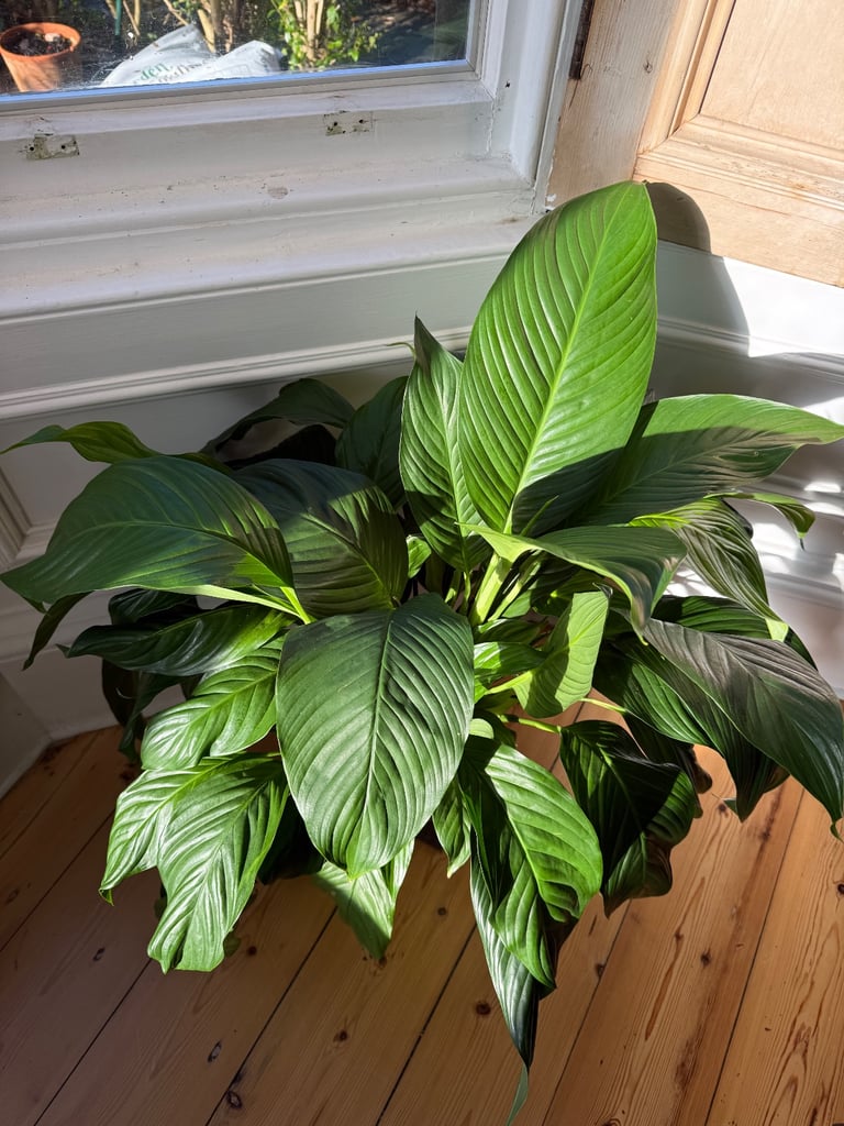Big peace lily for sale houseplant indoor plant