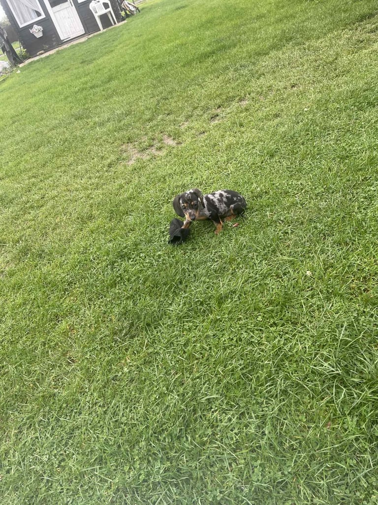 Dachshund puppies 🐶 
