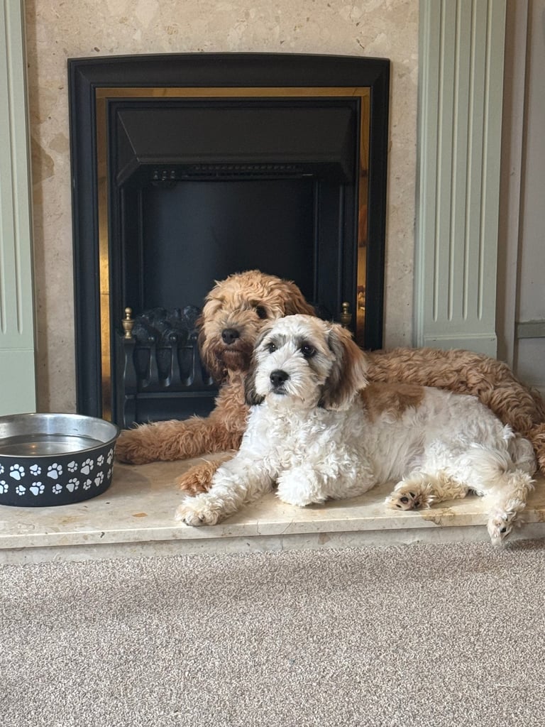 Female cavapoo 