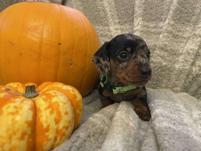 Beautiful Miniature Dachshunds 
