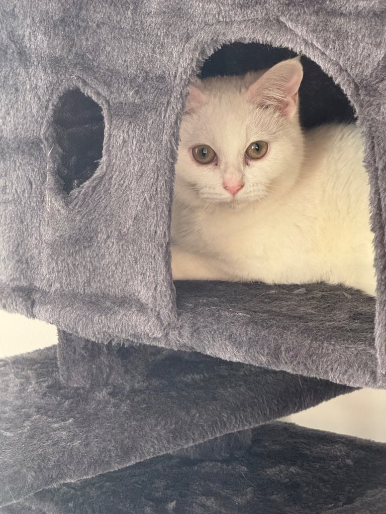 Urgent ‼️ 4 and half month old female kitten 