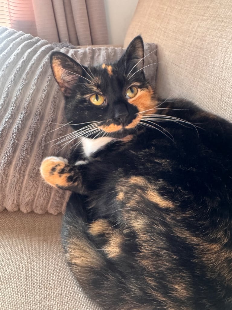 image for Urgent Rehome