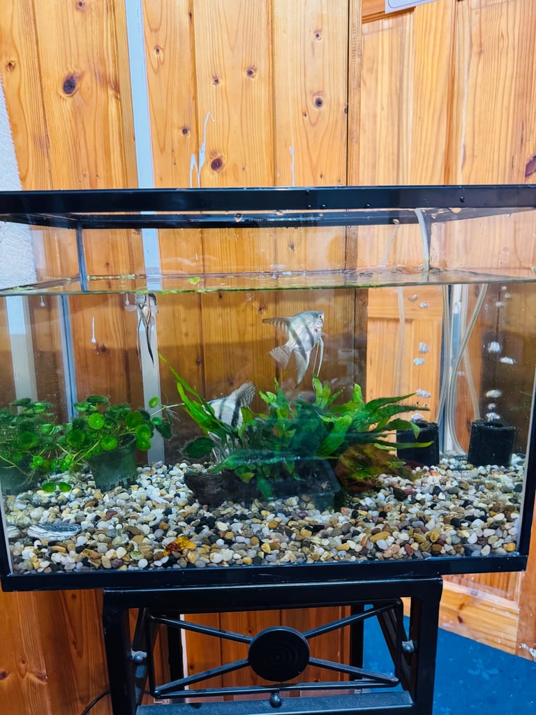Fish tank