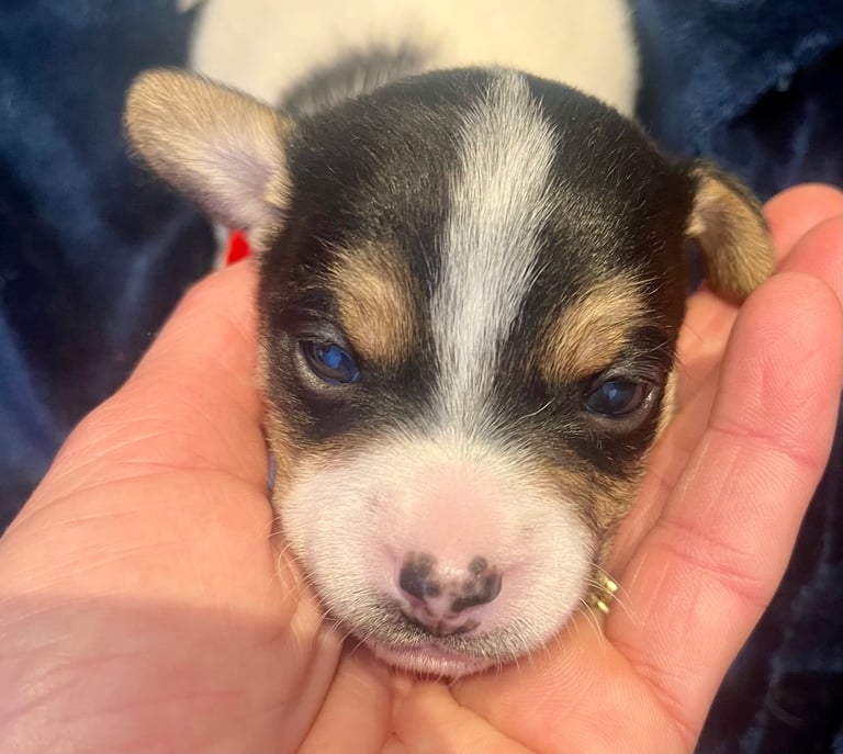 First litter of 7 Jack Russel puppies