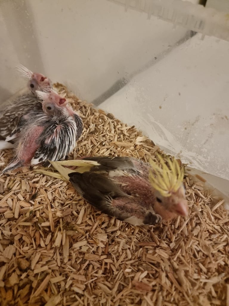 Ready in 4 weeks  silly tame hand reared cockatiels